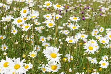 Chamomile, camomile flowers on meadow