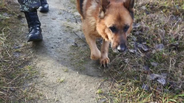 A dog with border guard patrols the territory. Dog at the border guard. Handheld shot. Border dog in the service. Shepherd in the service of border guards. Handheld shot.