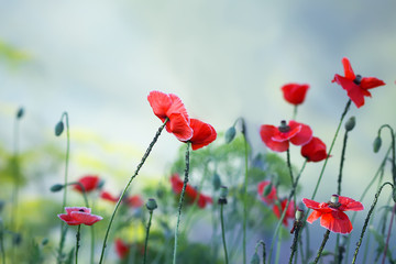 Beautiful red poppies or Papaver plant blooming in summer field