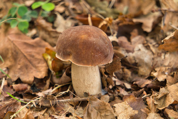 Boletus Edulis