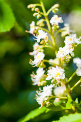 Flowering branches of chestnut Castanea sativa tree, and bright blue sky