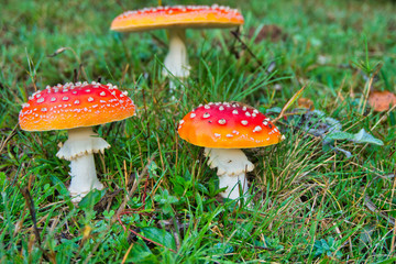 Amanita Muscaria