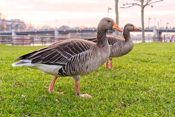 Wild grey goose walking in green grass, close up. Goose in cty park
