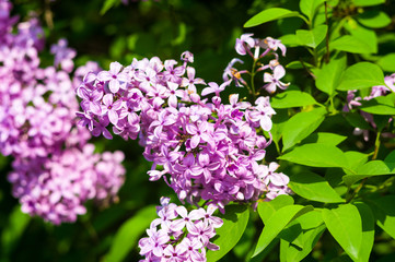 Fototapeta premium Branch with spring blossoms pink lilac flowers, bright blooming floral background.