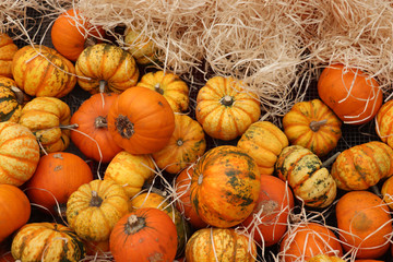 Autumn Decoration pumpkins