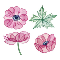 Watercolor hand drawn anemones illustration. Can be used as print, postcard, packaging design, element design, template, textile design,sticker, tattoo and so on.
