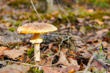 Fly agaric, Amanita muscaria, fungus, forest floor