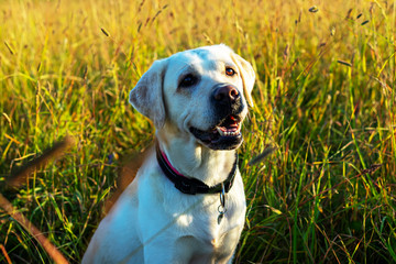 Portrait of a yellow labrador on a background of green grass