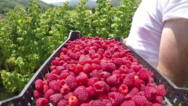 Footage of a person picking up raspberries