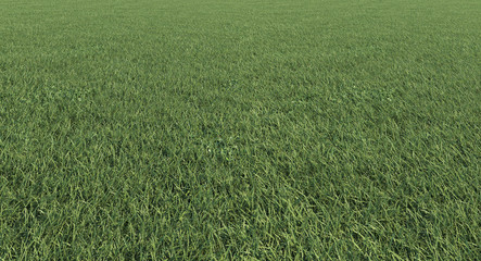 Green grass texture, lawn background