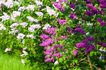 Branch with spring blossoms pink lilac flowers, bright blooming floral background.