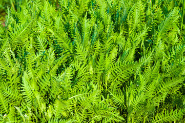 Spring or summer natural abstract background with grass in the garden