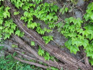 Old Boston ivy plant
