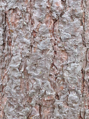 Pine tree bark texture closeup