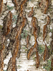 Texture of birch tree bark closeup