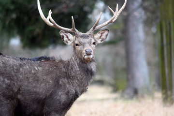 Obraz premium Dybowskii Deer in Winter Head Close Up Portrait