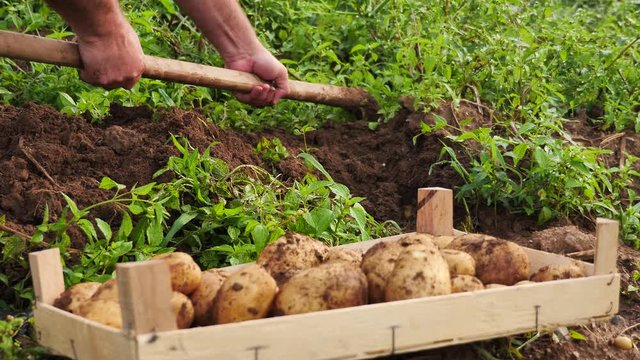 Footage of a person taking organic potatoes from the ground at an organic farm and puts them into a crate