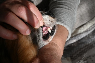 clean dog's teeth after cleaning