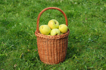 Basket with apples on a background of green grass
