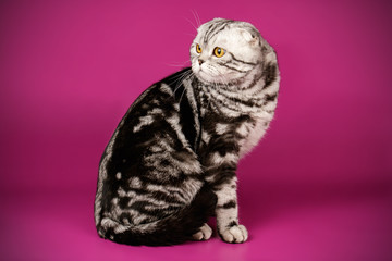 Scottish fold shorthair cat on colored backgrounds