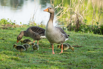 greylag goose ,greylag geese with chicks