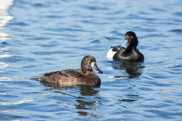 tufted duck (Aythya fuligula) male and female