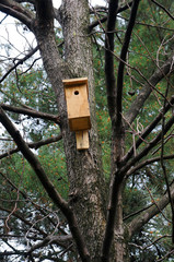wooden birdhouse on a tree in the park