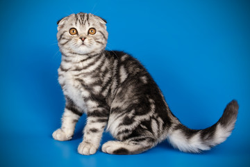 Scottish fold shorthair cat on colored backgrounds