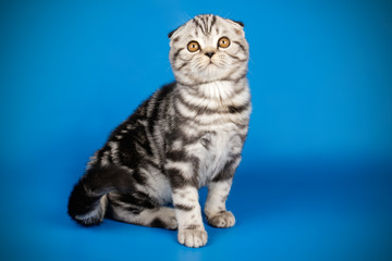 Fototapeta na wymiar Scottish fold shorthair cat on colored backgrounds