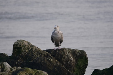 Seagull on a rock