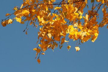 Golden foliage on tree branches in autumn