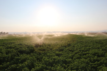 Obraz premium Irrigation system in a field. Sprinkler system. Close up.