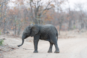 Elephant calf, baby elephant in the wilderness © Ozkan Ozmen