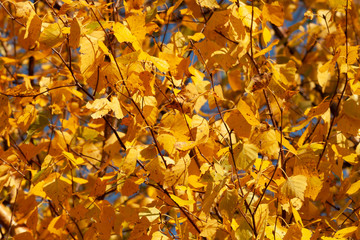 Golden foliage on tree branches in autumn