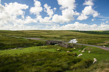 Fototapeta na wymiar View of the stream and sheep grazing in Black Mountain region, Brecon Beacons National Park Wales United Kingdom UK