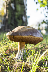 Close-up of the Boletus mushroom