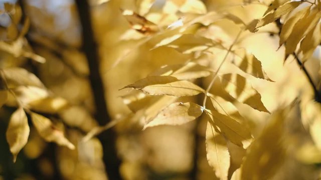Wind sways yellow ash leaves on branches in the park in the fall.