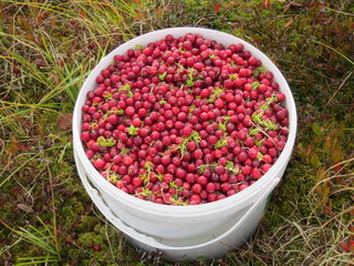 Cranberry berry in a white bucket in the forest close-up