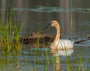 Trumpeter Swan at Seny National Wildlife Refuge