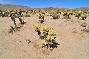 teddy bear cholla -  cactus species in Joshua Tree National Park in  California.
