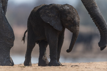Fototapeta na wymiar Elephant calf, baby elephant in the wilderness