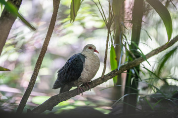 kleine australische taube