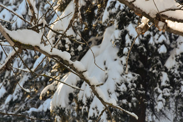 Snow on trees in cold winter
