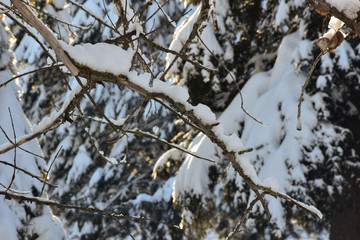 Snow on trees in cold winter