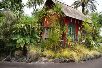 Fototapeta na wymiar Tiny run-down red shack in the middle of a jungle setting