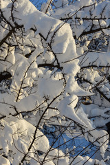 Snow on trees in cold winter