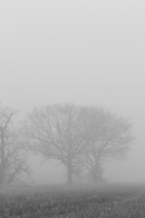 tree in fog in black and white 