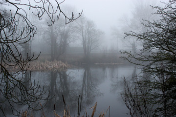trees in fog with a pond in the centre