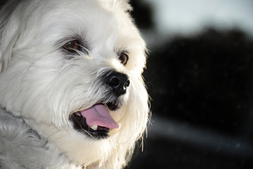 Cute pet bichon frise lhasa apso dog smiling with his tongue out