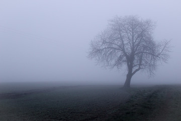 tree in fog on a farm in Yorkshire, England 